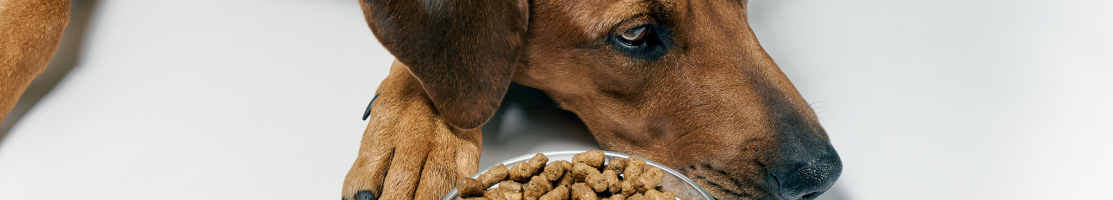 Dry dog food with good quality ingredients